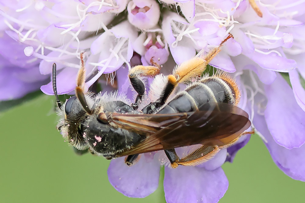 Large scabious mining bee